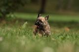CAIRN TERRIER 425